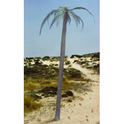 Palm tree (1/35)