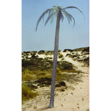 Palm tree (1/35)