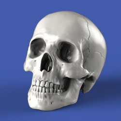 Skulls (75mm)
