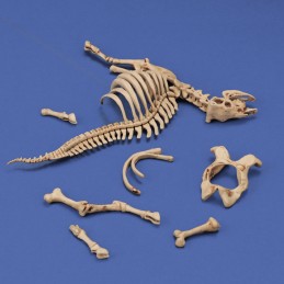 Cow skeleton n.3 (1/35 scale)
