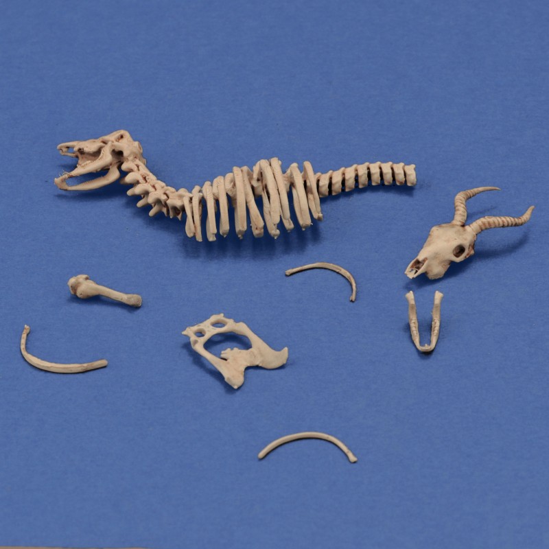 Antelope skeleton (1/35 scale)