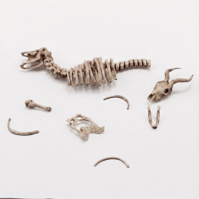 Antelope skeleton (1/35 scale)