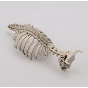 Cow skeleton n.2 (1/35 scale)