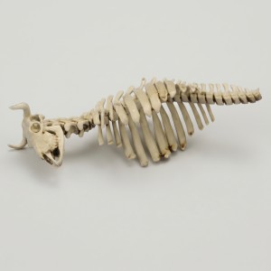 Cow skeleton n.2 (1/35 scale)