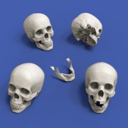 Skulls (1/35 scale)
