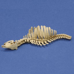 Cow skeleton n.1 (1/35 scale)