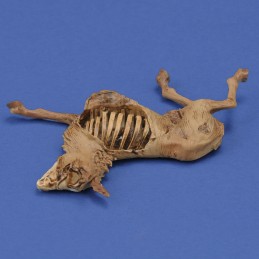 Donkey carcass (1/35 scale) 3D printed