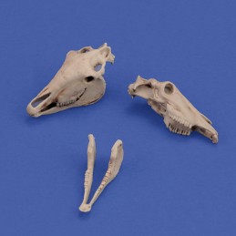 Horse skulls (1/35 scale)