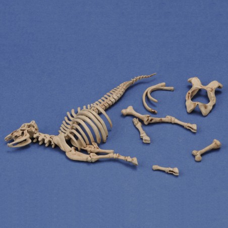 Cow skeleton n.3 (1/35 scale)