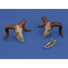 Mufflon skulls (1/35 scale)