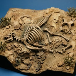 Cow skeleton n.3 (1/35 scale)